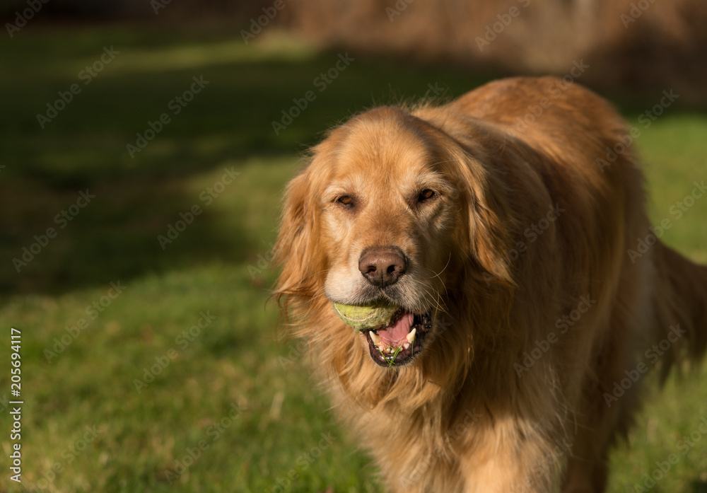 golden retriever with tennis ball
