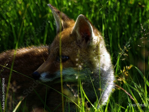 renard