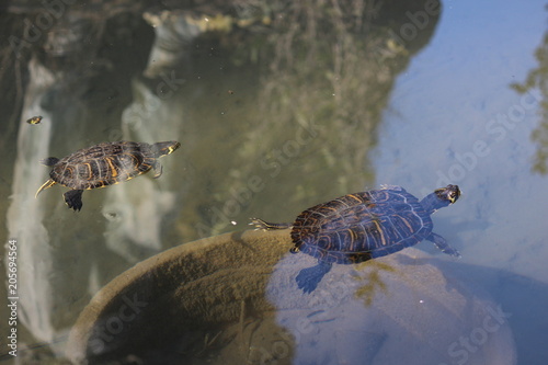 Venice, Italy - Turtles reflection