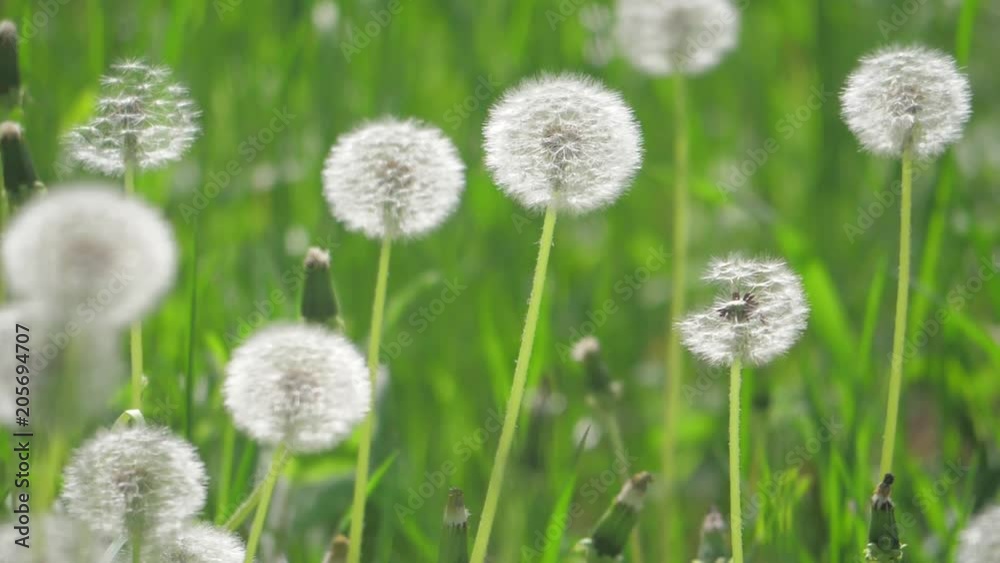 White lifestyle fluffy dandelions, natural field dandelions slow motion video green blurred spring background , selective focus. the nature concept White lifestyle fluffy dandelions, natural field dandelions slow motion video green blurred spring background , selective focus. the nature concept