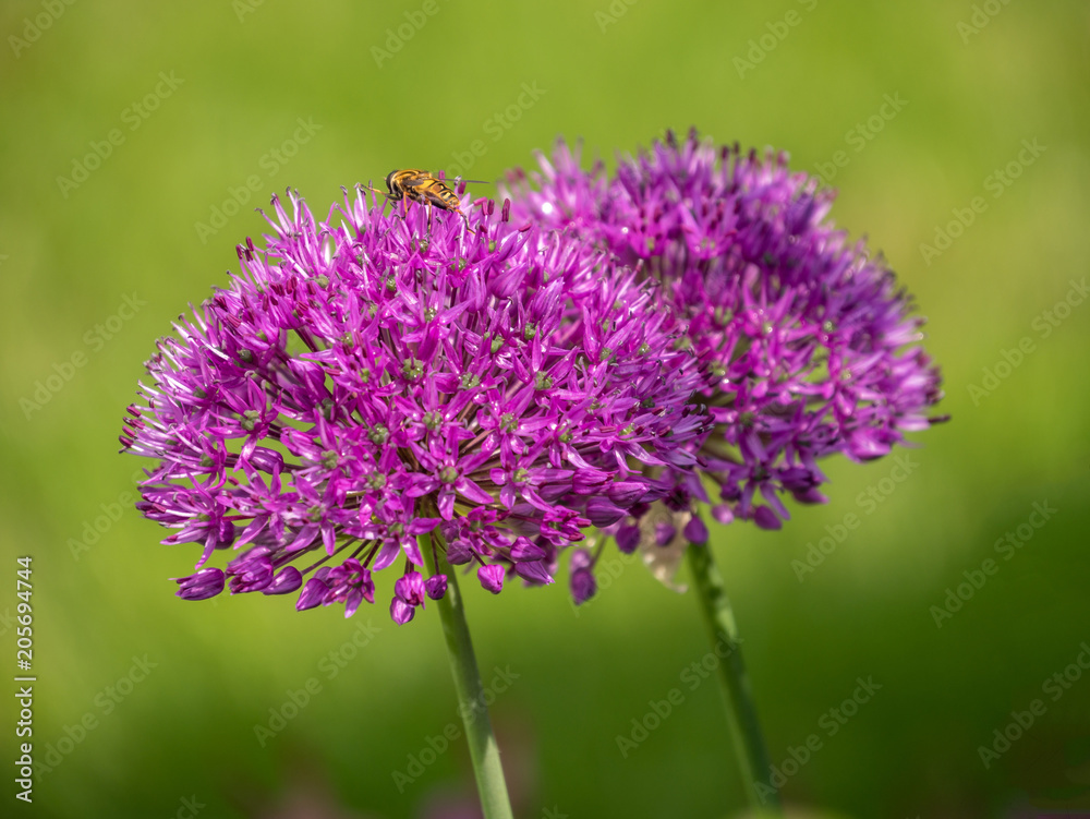 purple elephant garlic - Allium ampeloprasum purple elephant garlic - Allium ampeloprasum
