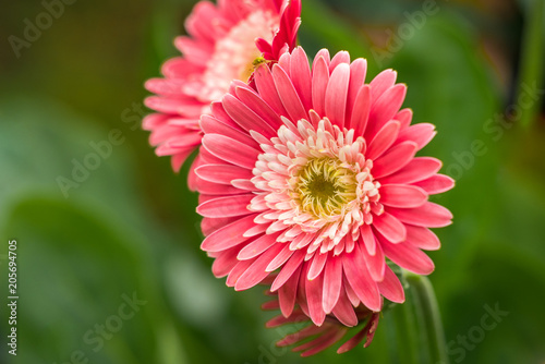 Gebera - pink flower