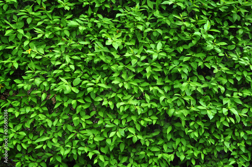 Foliage as a Background. Green leaves fence texture.