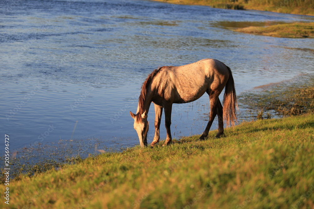 Obraz premium young mares walking free at the riverside