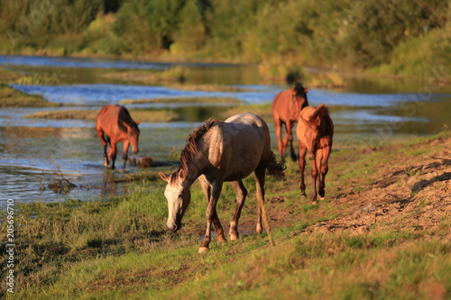 young mares walking free at the riverside
