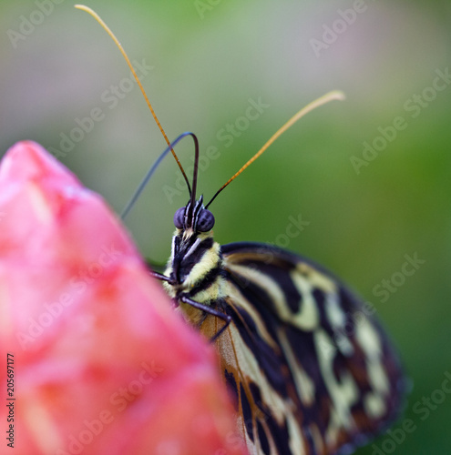 Tiger butterfly on flower feeding © Stephen