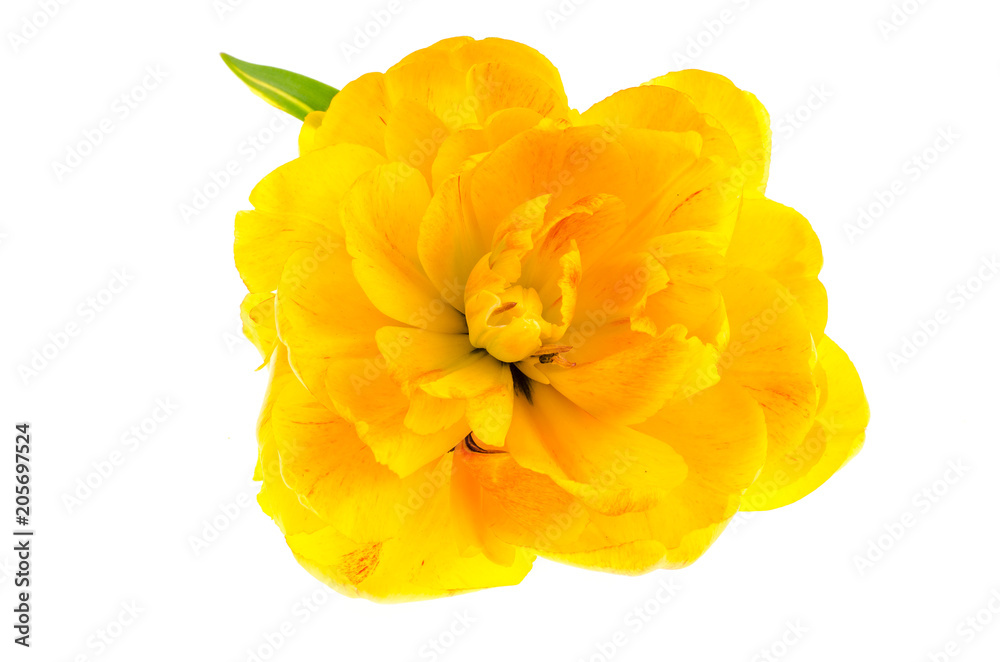 Terry garden spring tulips on white background Terry garden spring tulips on white background