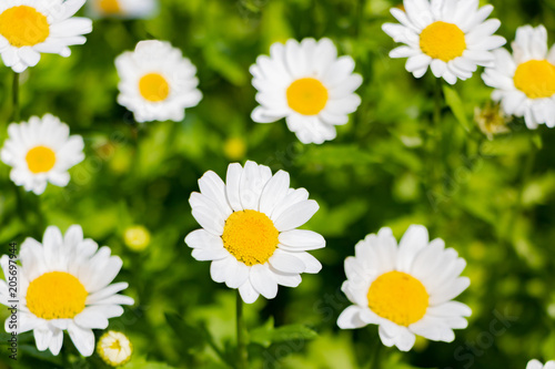 かわいいマーガレットの花 Stock 写真 Adobe Stock