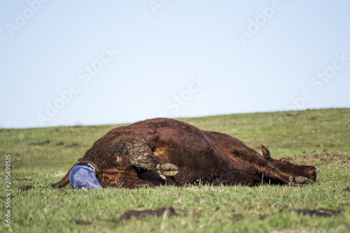 Canvas Print Calving Cow