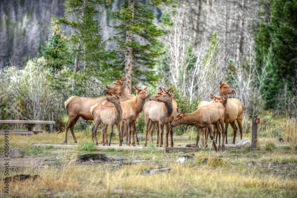 Elk gathering in Rocky Mountian National Park, Colorado Elk gathering in Rocky Mountian National Park, Colorado