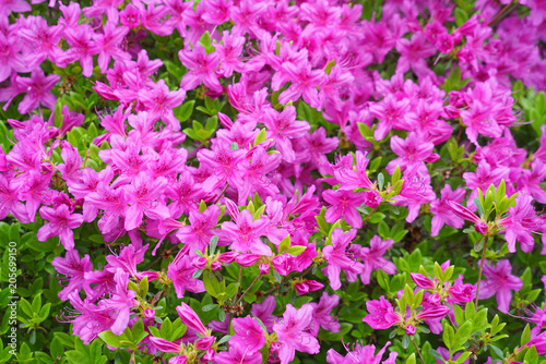 close up on blooming purple rhododendron in spring