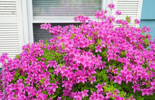 blooming purple rhododendron outside house window in spring