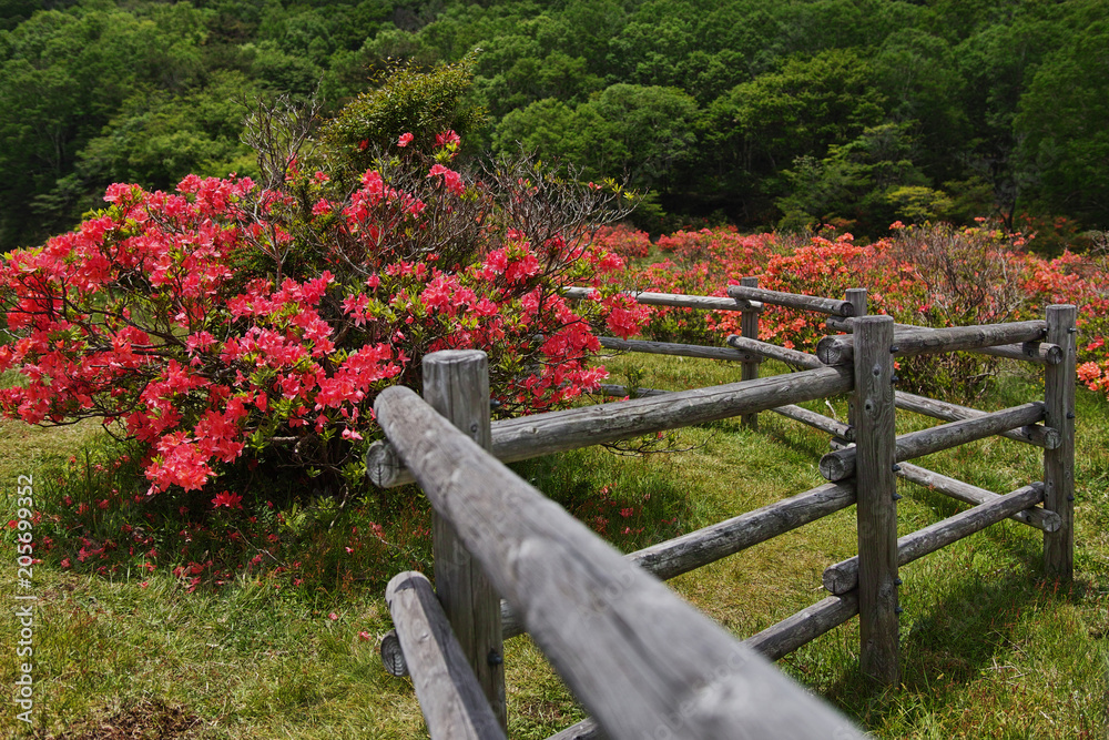 赤城山 新坂平のレンゲツツジ
