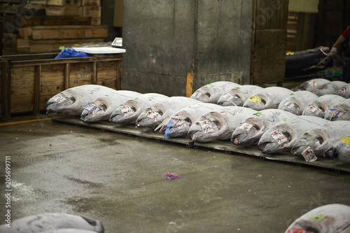 Tsukiji fish market 