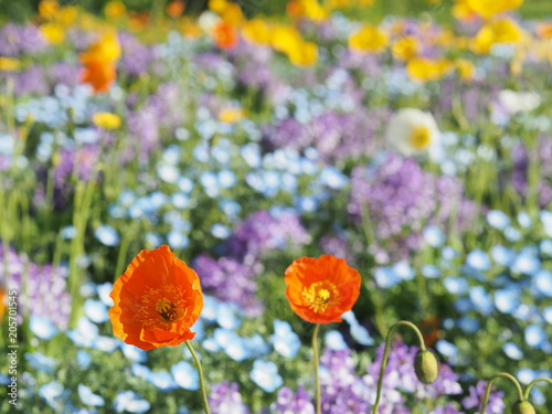 満開に咲くポピー