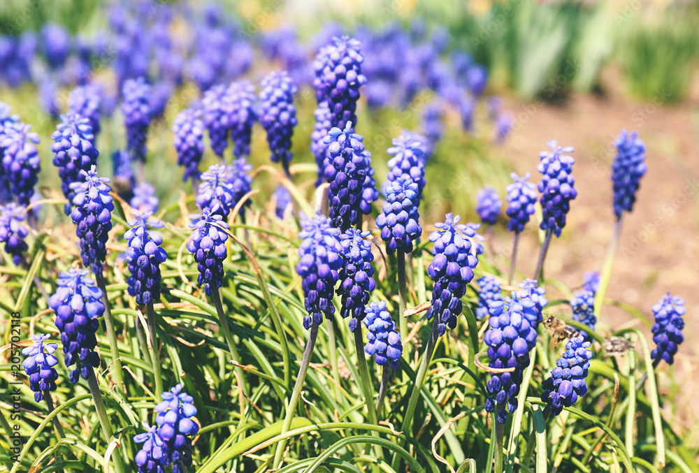 Fototapeta premium Beautiful blossoming muscari flowers on sunny spring day outdoors