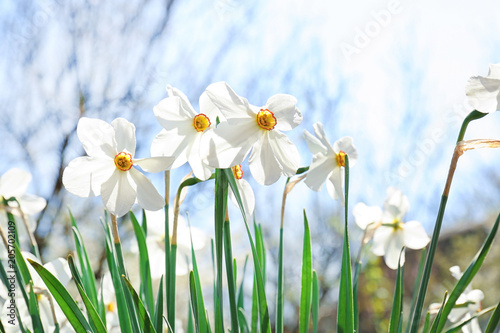 Beautiful blossoming daffodils on sunny spring day outdoors