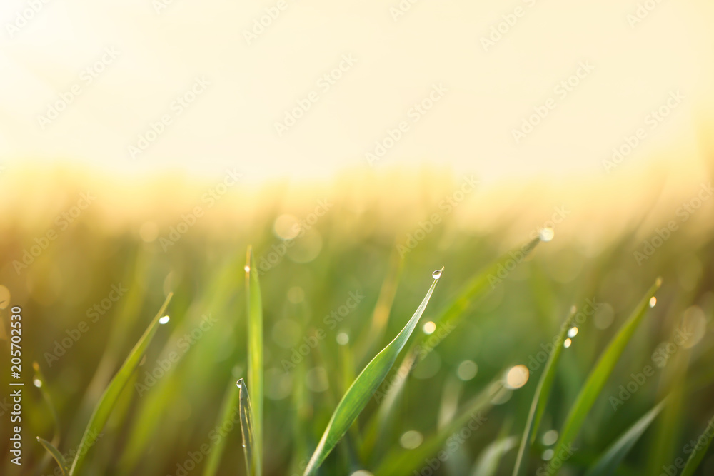 Fototapeta premium Young green grass with dew drops on spring morning, closeup
