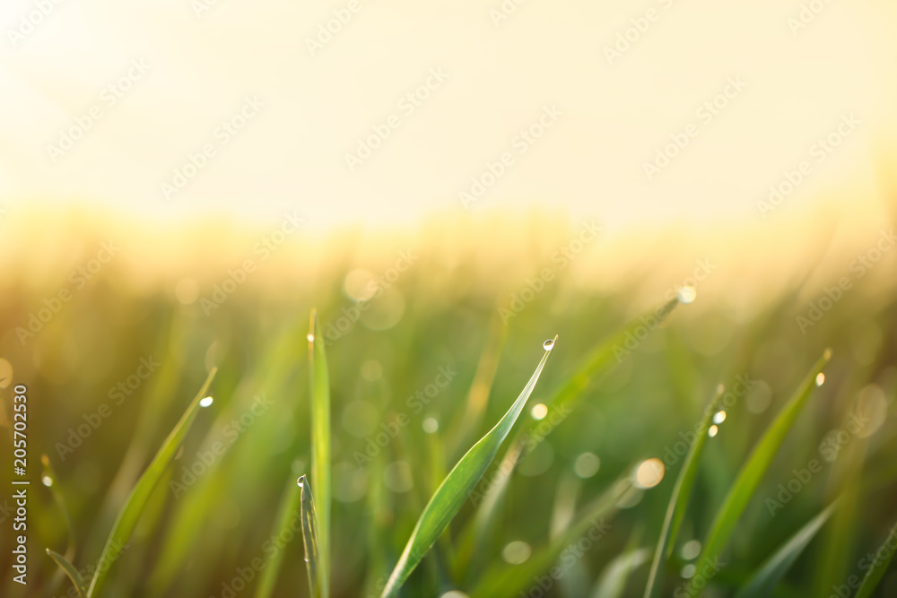 Young green grass with dew drops on spring morning, closeup