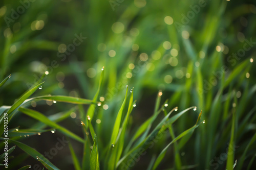 Young green grass with dew drops on spring morning, closeup