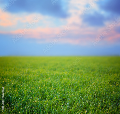 Young green grass with dew drops in field on spring morning © New Africa