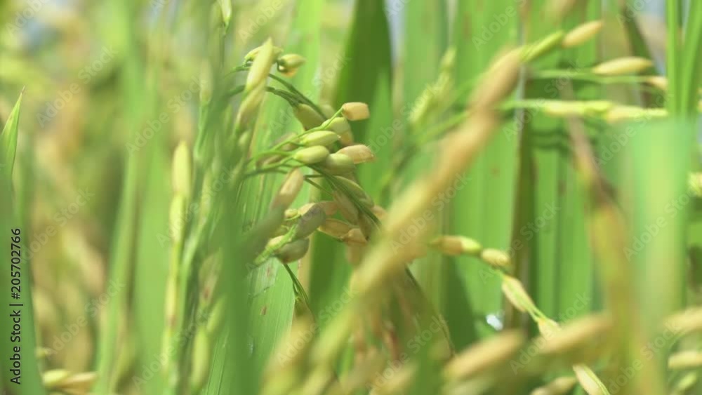 Ears of rice in the rice field. Close up shot Ears of rice in the rice field. Close up shot