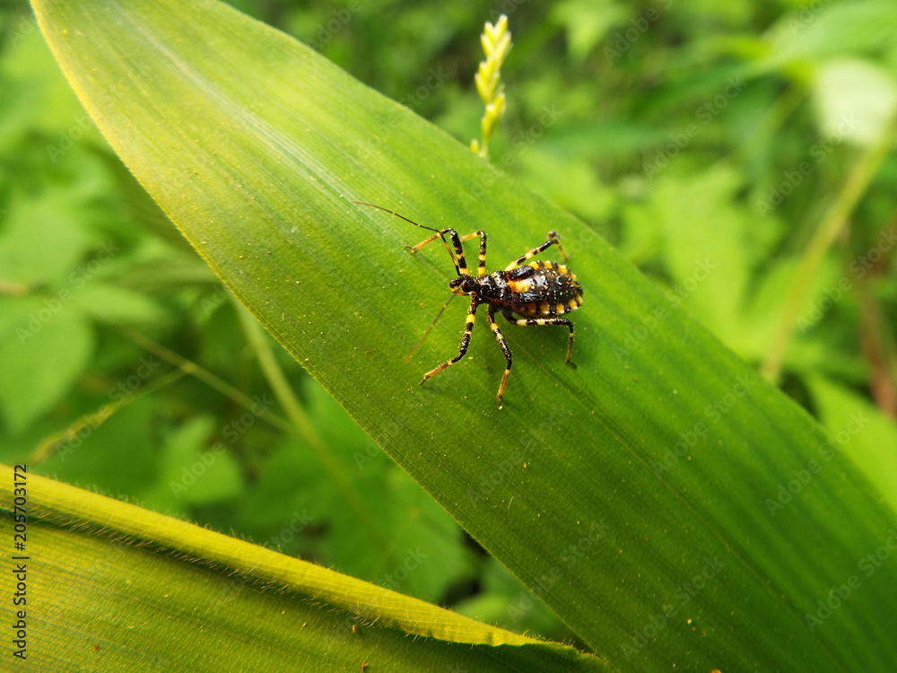 Fototapeta premium シマサシガメ assassin bug