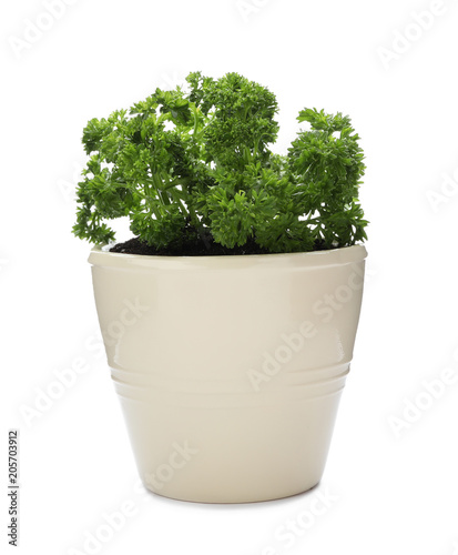 Pot with fresh green parsley on white background © New Africa