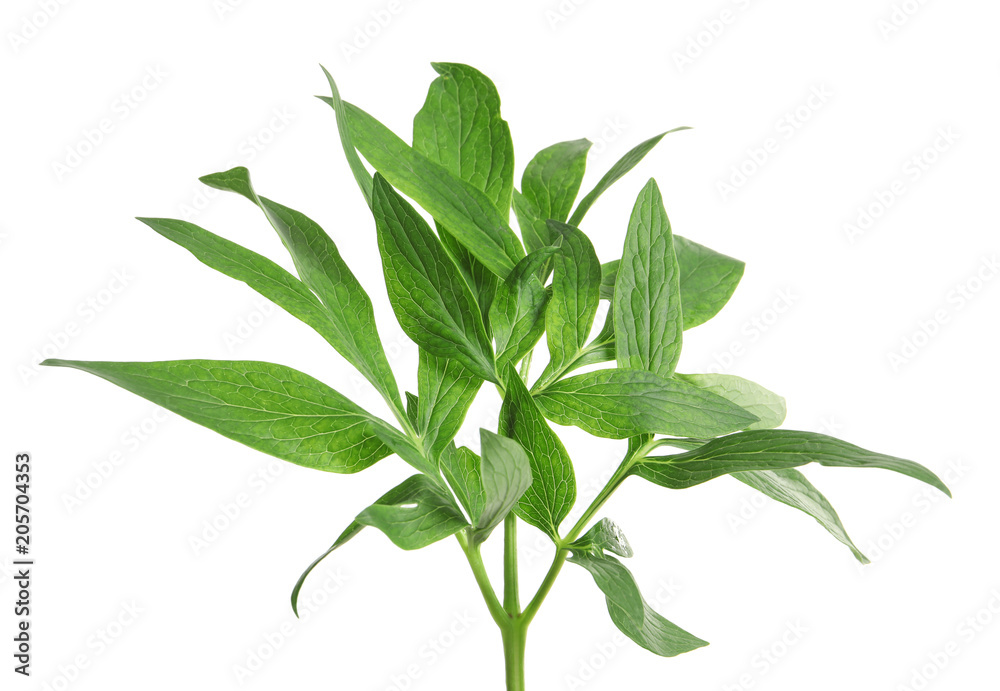 Fresh green peony leaves on white background Fresh green peony leaves on white background