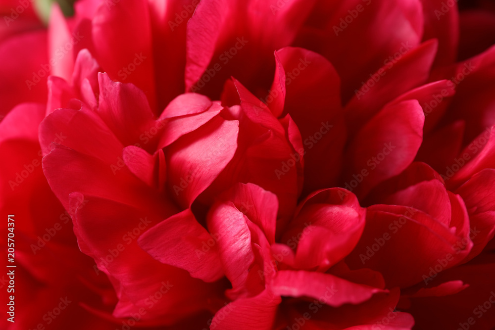Beautiful blooming peony flower as background, closeup