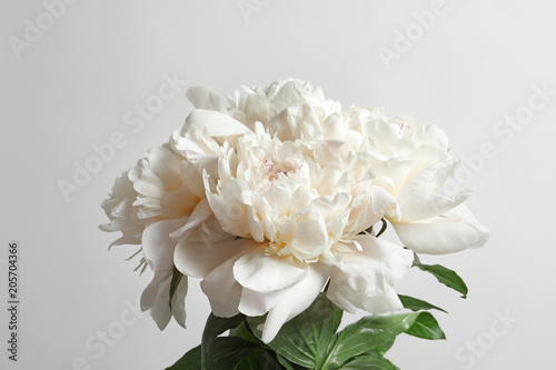 Fototapeta Naklejka Na Ścianę i Meble -  Beautiful blooming peony flower on white background