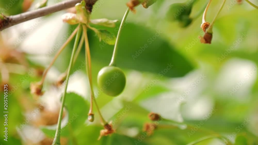 Close up of young cherries hanging on a cherry tree branch. Calyx is falling and young fruit is growing. Close up of young cherries hanging on a cherry tree branch. Calyx is falling and young fruit is growing.