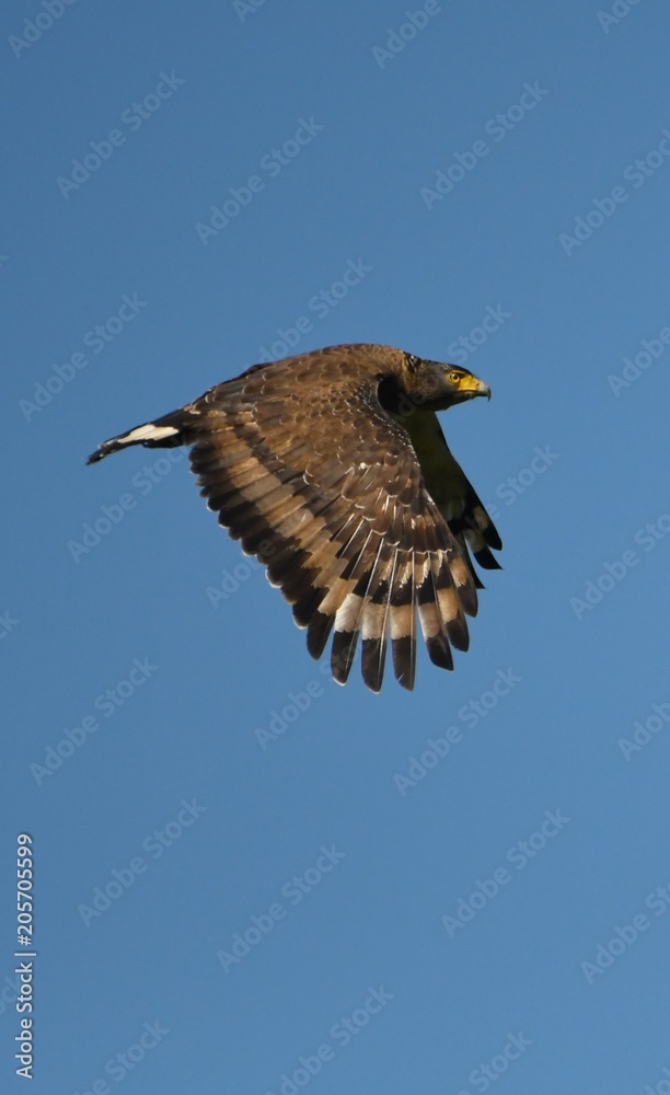 Fototapeta premium eagle Thailande