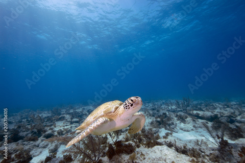 Green Sea Turtle (Florida Keys, US)