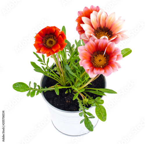 Beautiful pink flower in metal pot on bright pastel background