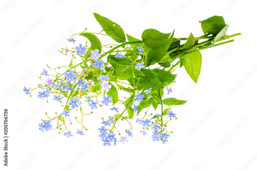 Small bouquet with blue flowers Small bouquet with blue flowers