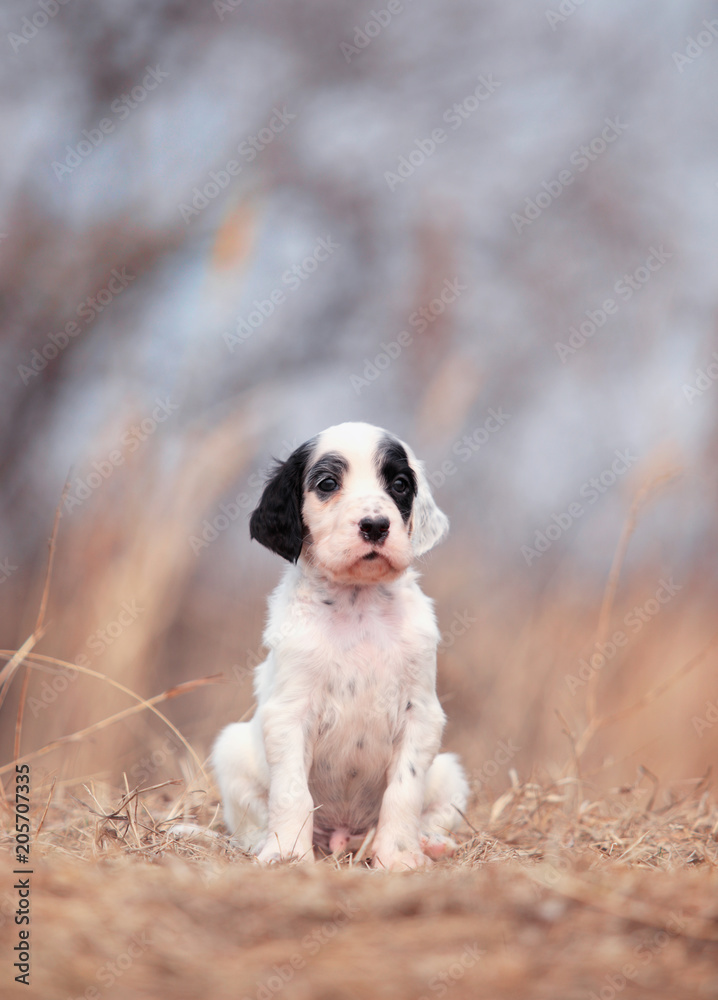 Pretty puppy. English setter dog. Pretty puppy. English setter dog.