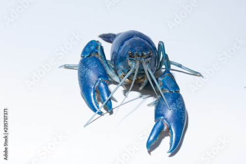 Crayfish blue (Cherax Destructor) photo