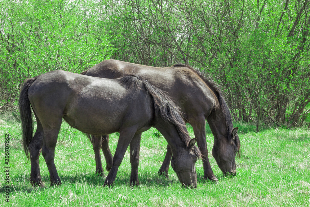 Beautiful horses walking on the field eating grass Beautiful horses walking on the field eating grass