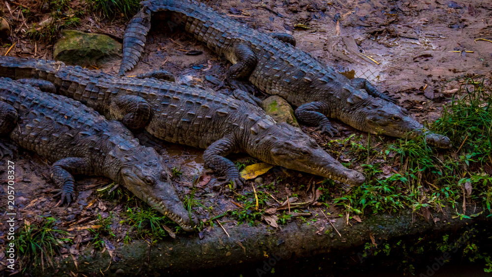 reptiles reptiles
