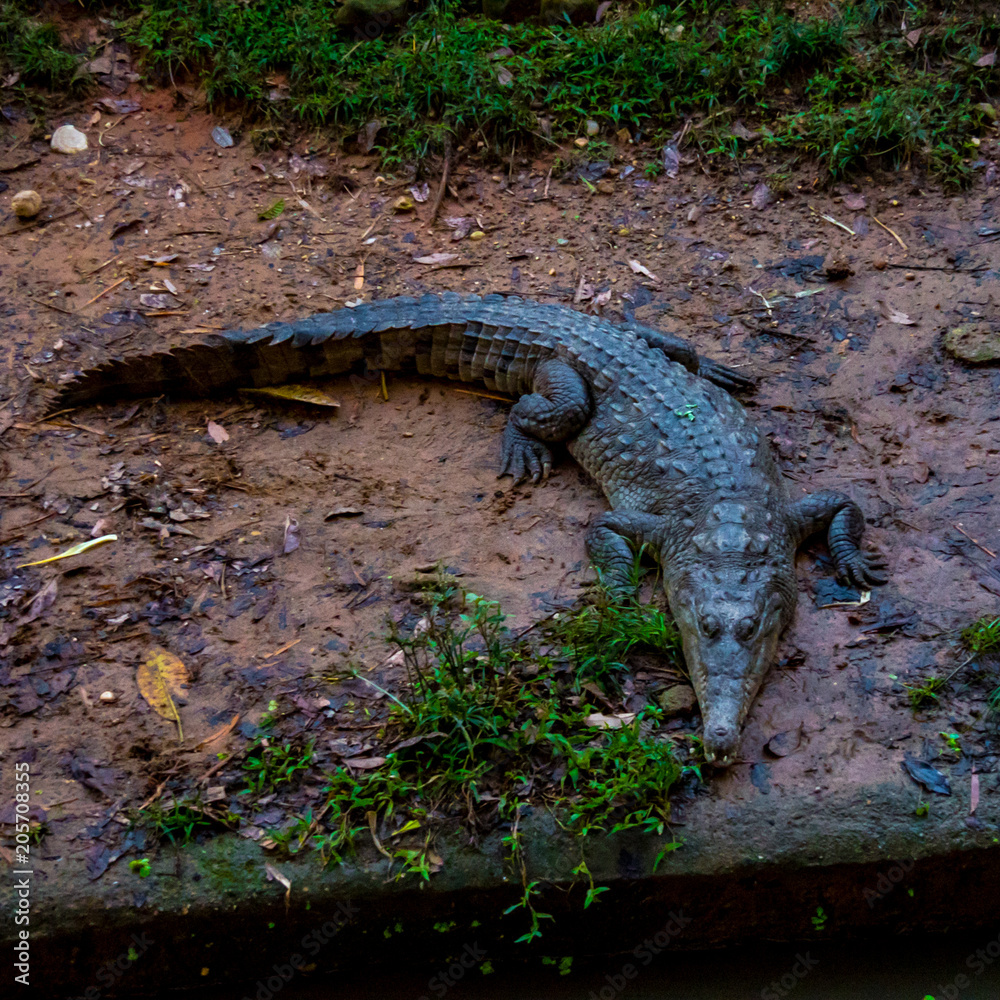 reptile body reptile body