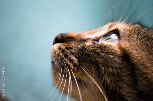 close up photo of tabby cat looking up 