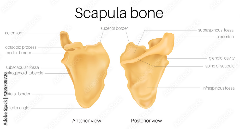 Scapula Anatomy - obrazy, fototapety, plakaty 