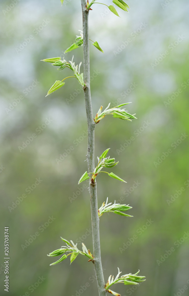 tree branch with green sprout in spring