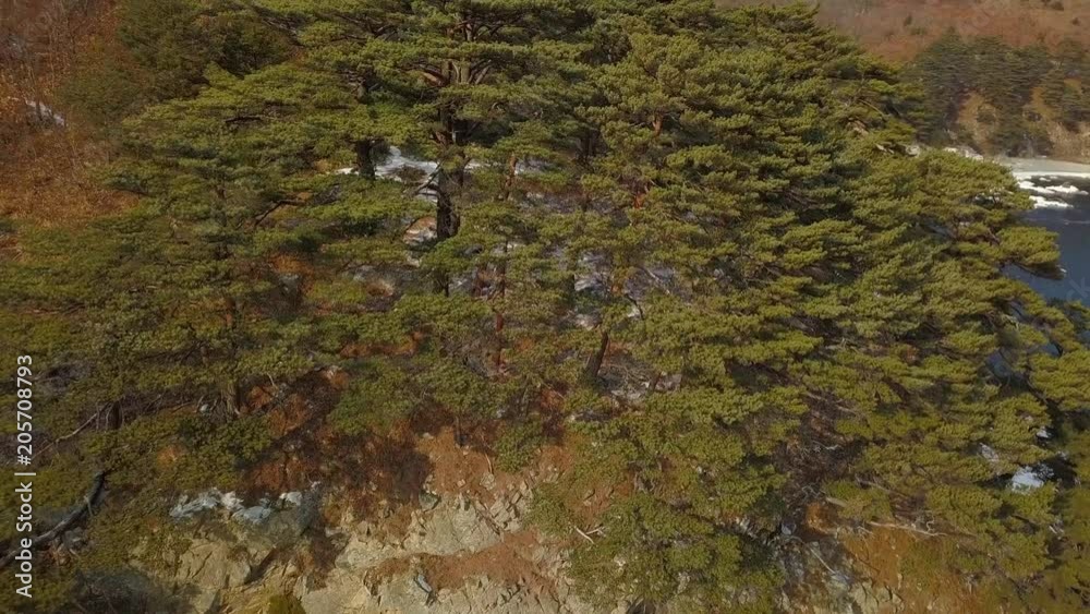Aerial flight over coniferous trees in the Far Eastern Marine Reserve in Primorsky Krai Aerial flight over coniferous trees in the Far Eastern Marine Reserve in Primorsky Krai