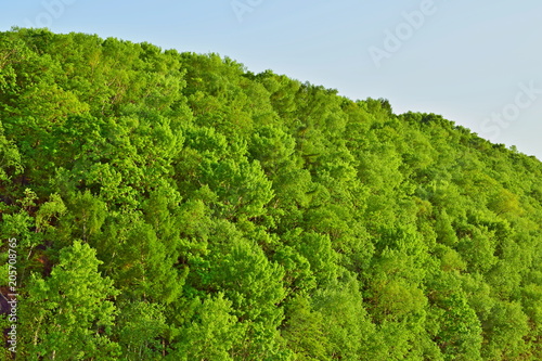 A cap of green broad-leaved forest