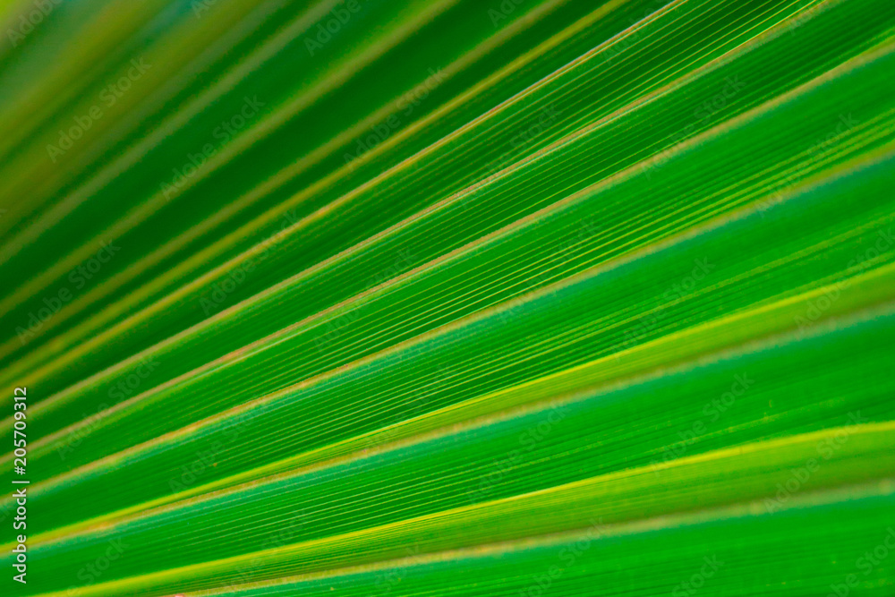 Close-up of green fresh tropical palm tree leaf. Close-up of green fresh tropical palm tree leaf.
