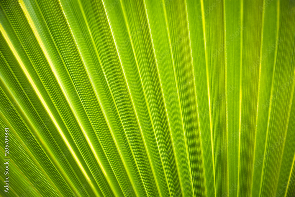 Texture background of backlight fresh green palm leaf. Texture background of backlight fresh green palm leaf.