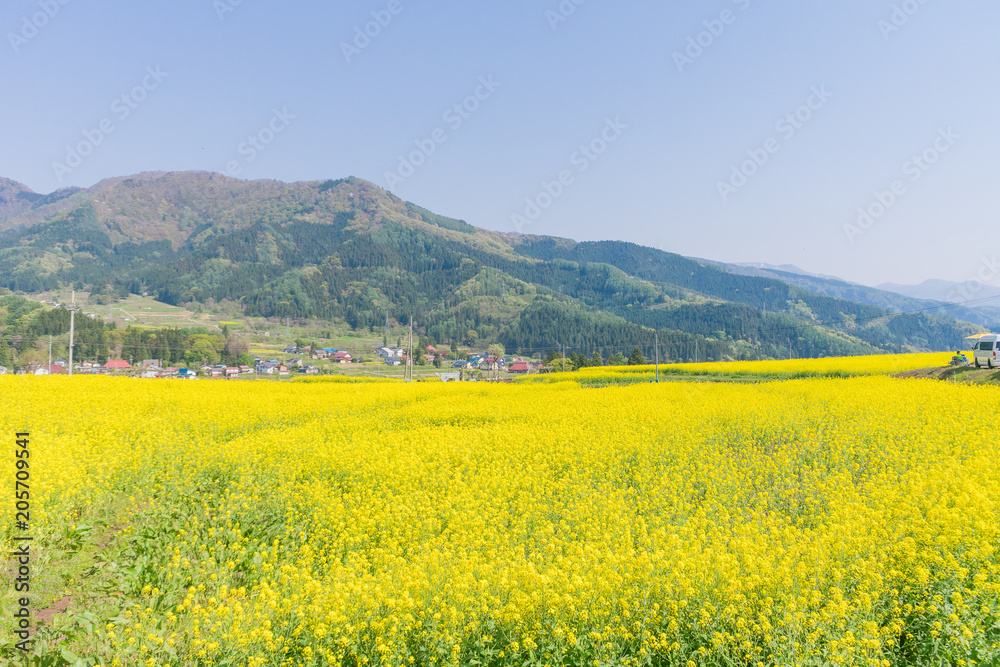 Beautiful Yellow flowers blossoming in  spring day,Nanohana flowers in Japan.