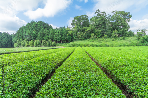  Fresh green tea farm in spring , Row of tea plantations (Japanese green tea plantation) with  blue sky  background  in Fuji city ,Shizuoka prefecture, Japan. © Umarin